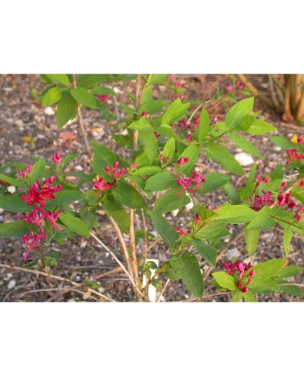 Lonicera tatarica 'Arnold's Red' - Chèvrefeuilles de Tatarie