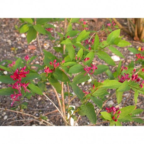 Lonicera tatarica 'Arnold's Red' - Chèvrefeuilles de Tatarie