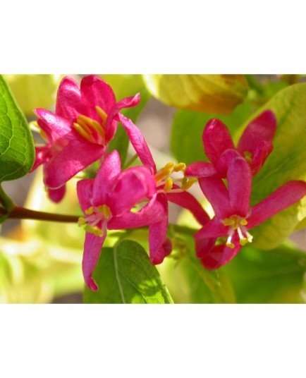 Lonicera tatarica 'Hack's Red' - Chèvrefeuilles des Tatars