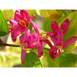 Lonicera tatarica 'Hack's Red' - Chèvrefeuilles des Tatars