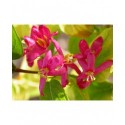 Lonicera tatarica 'Hack's Red' - Chèvrefeuilles des Tatars