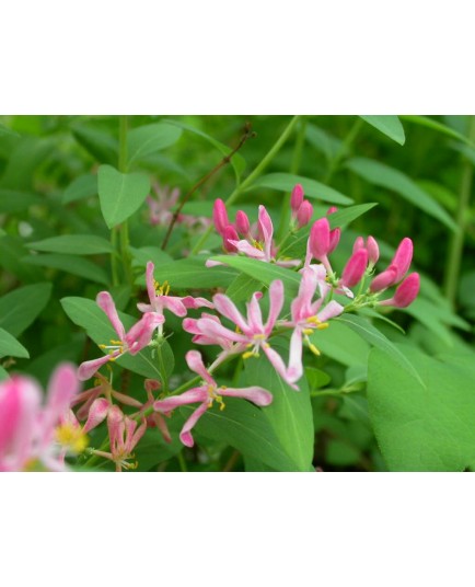 Lonicera tatarica 'Lutea' - Chèvrefeuilles de tatarie