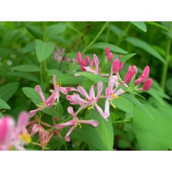 Lonicera tatarica 'Lutea' - Chèvrefeuilles de tatarie