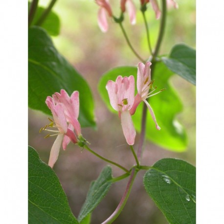 Lonicera tatarica 'Rosea' - Chèvrefeuille de tatarie