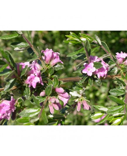 Lonicera thibetica - Chèvrefeuille du Tibet