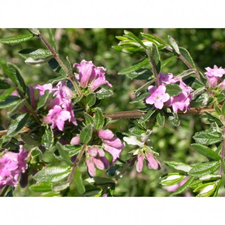 Lonicera thibetica - Chèvrefeuille du Tibet