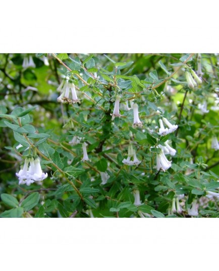 Lonicera tomentella - Chèvrefeuilles