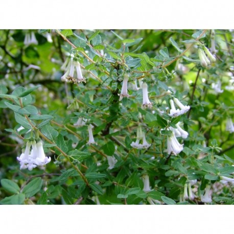 Lonicera tomentella - Chèvrefeuilles