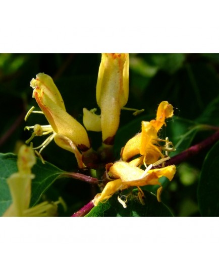 Lonicera trichosantha - Chèvrefeuilles