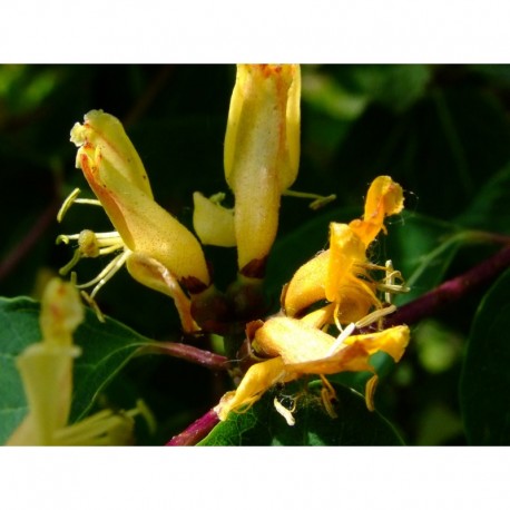 Lonicera trichosantha - Chèvrefeuilles