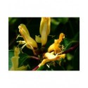 Lonicera trichosantha - Chèvrefeuilles