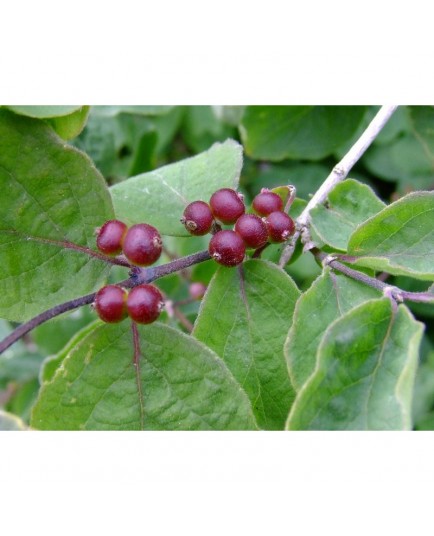 Lonicera xylosteum var mollis - chèvrefeuille des bois