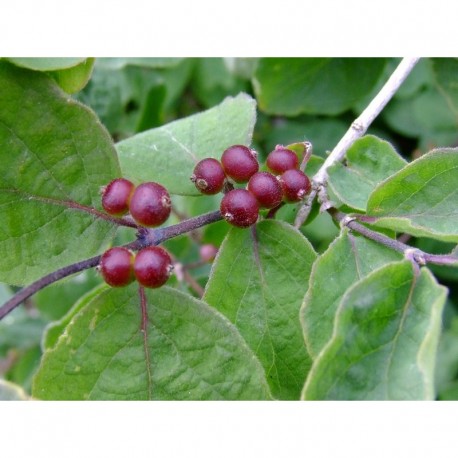 Lonicera xylosteum var mollis - chèvrefeuille des bois