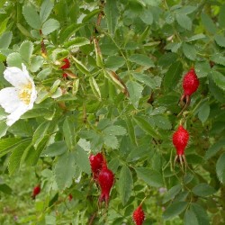 Rosiers botaniques