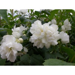 Seringats ( Philadelphus)