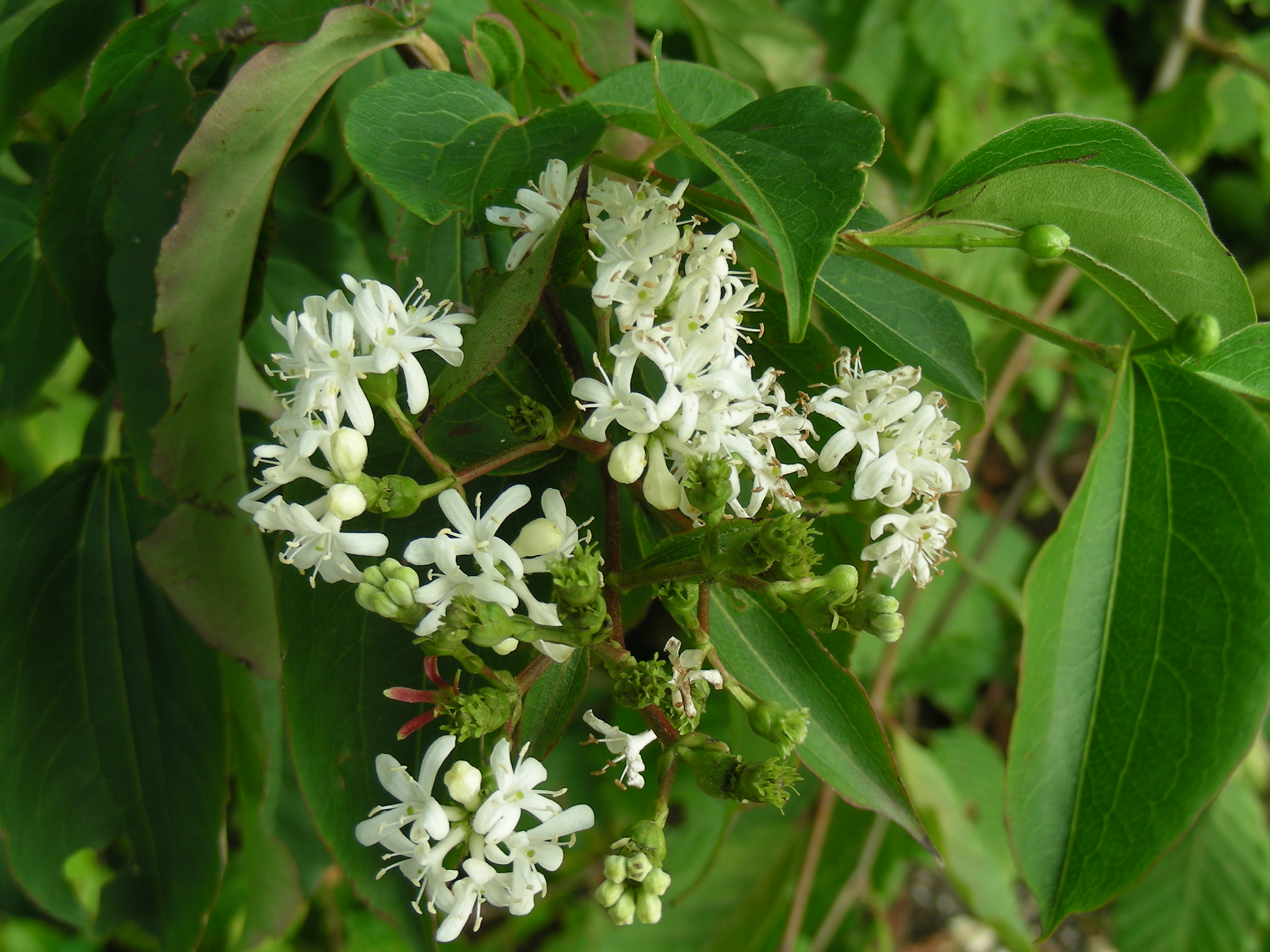 Heptacodium jasminoides.JPG