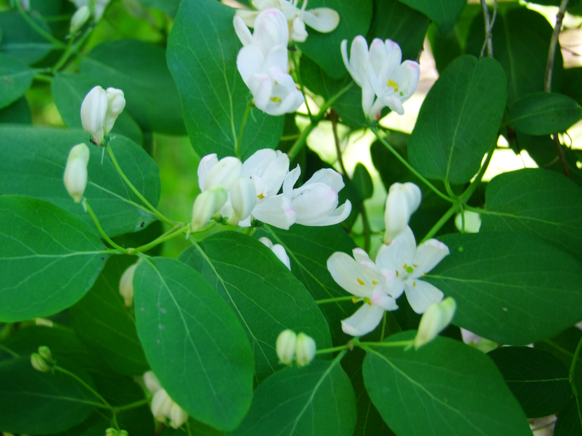 Lonicera (x amoena) Alba.JPG