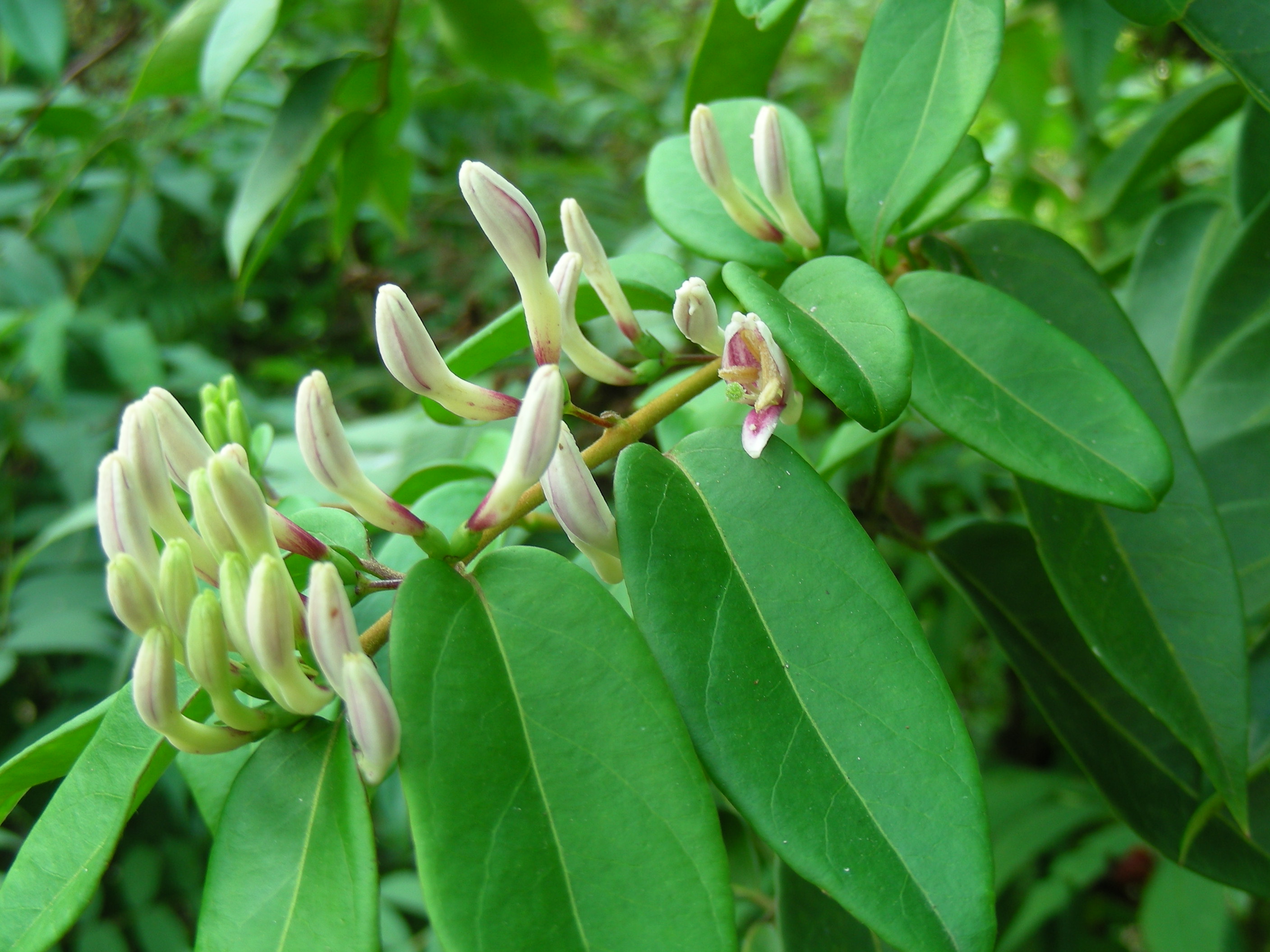 Lonicera aleusmoides.JPG