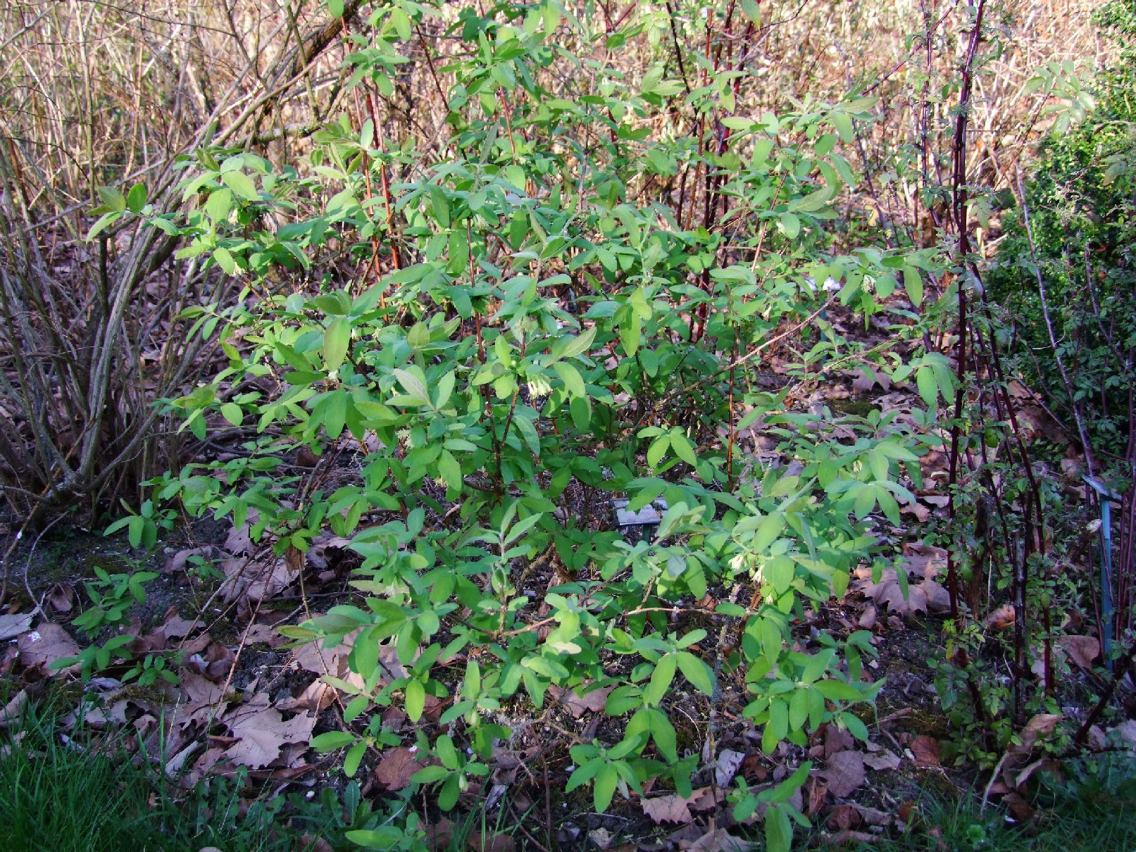 Lonicera caerulea Edulis.JPG