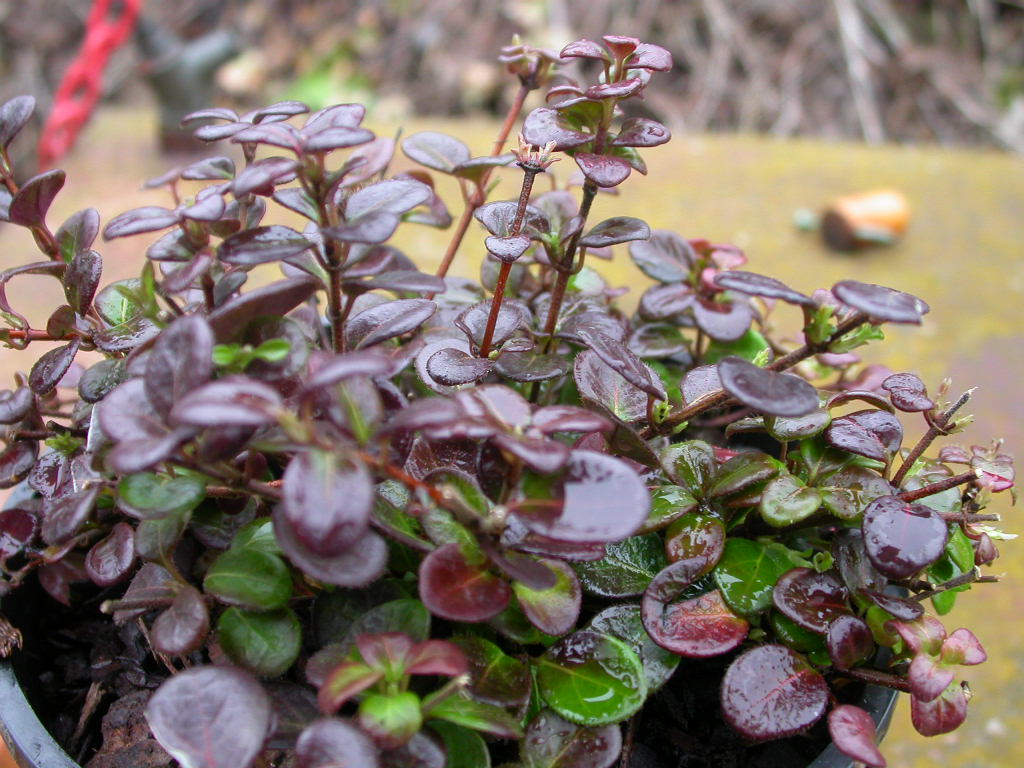 Lonicera crassifolia Little Honey.JPG