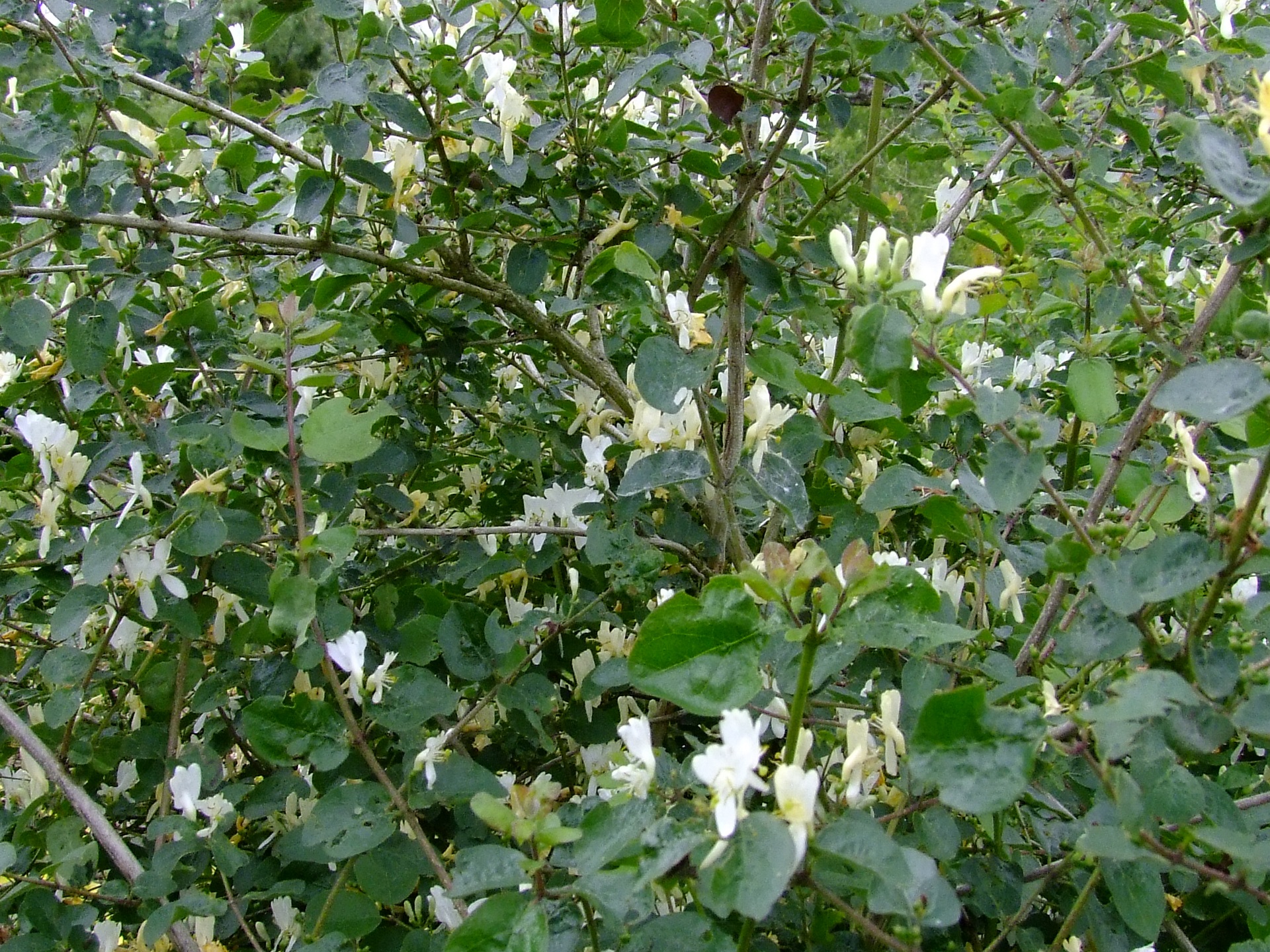 Lonicera iberica.JPG