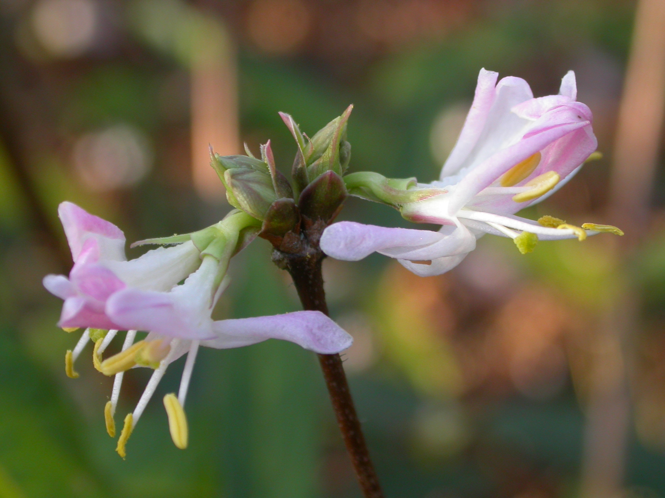 Lonicera standishii Budapest.JPG