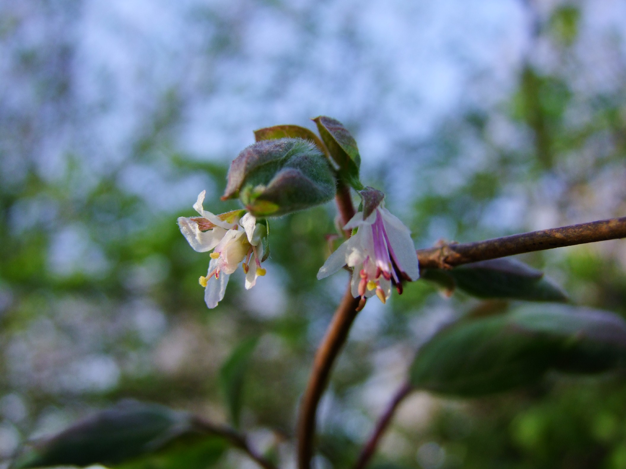 Lonicera subartica.JPG