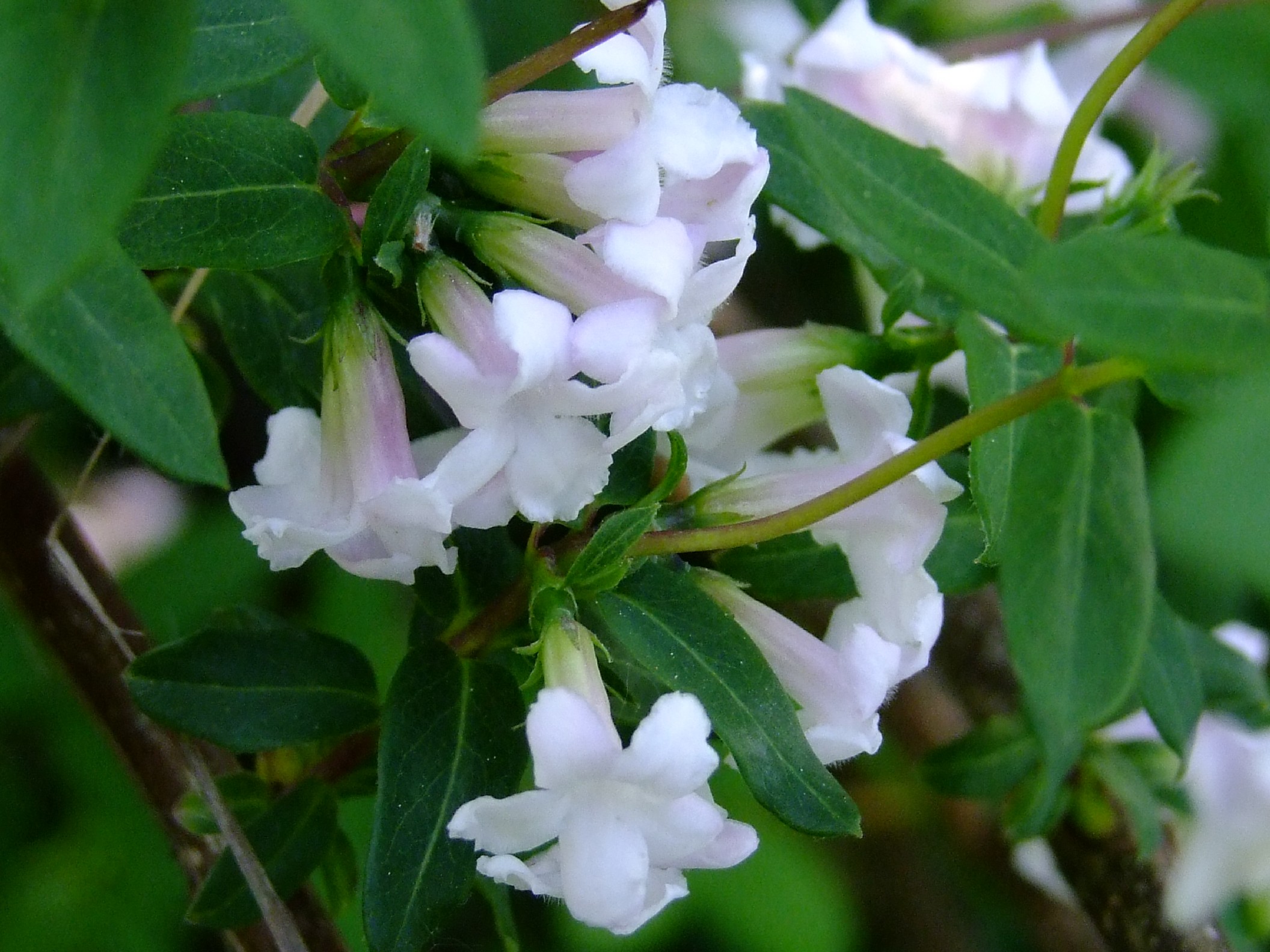 Lonicera syringantha 1.JPG