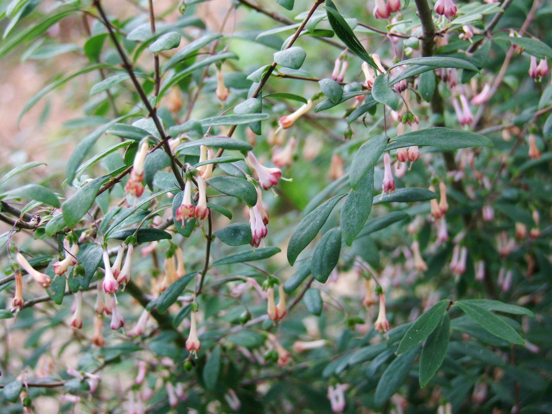 Lonicera tangut-serreana.JPG