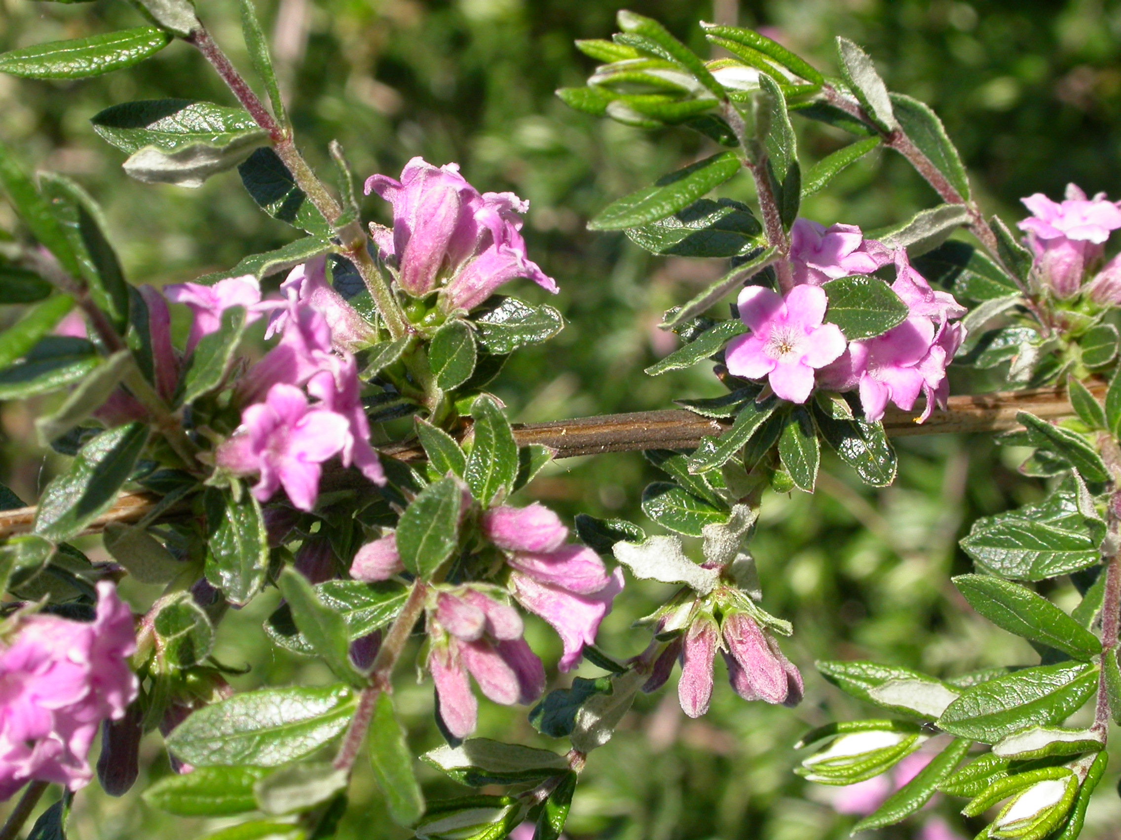 Lonicera thibetica.JPG