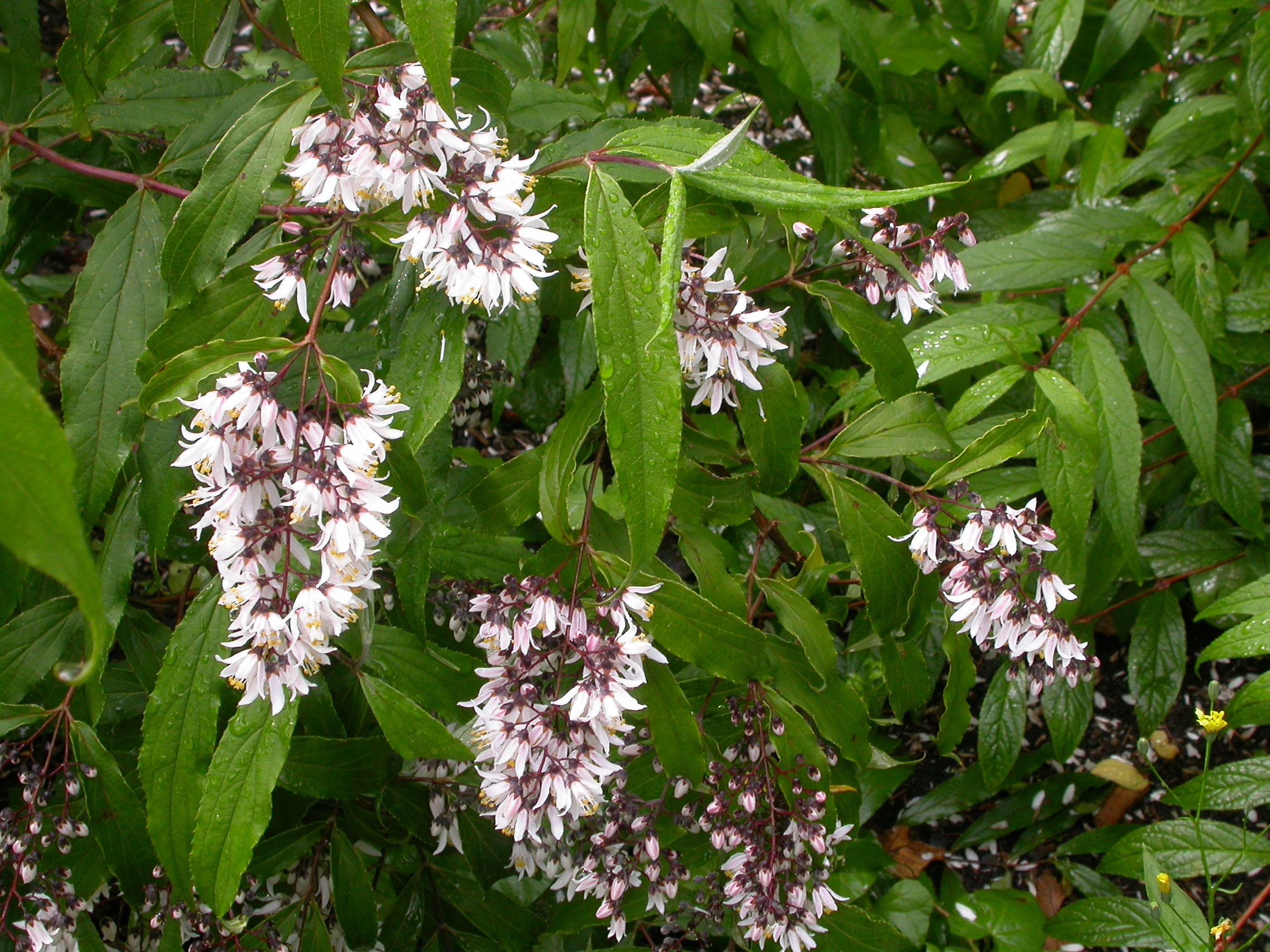 Deutzia chunii 1.JPG