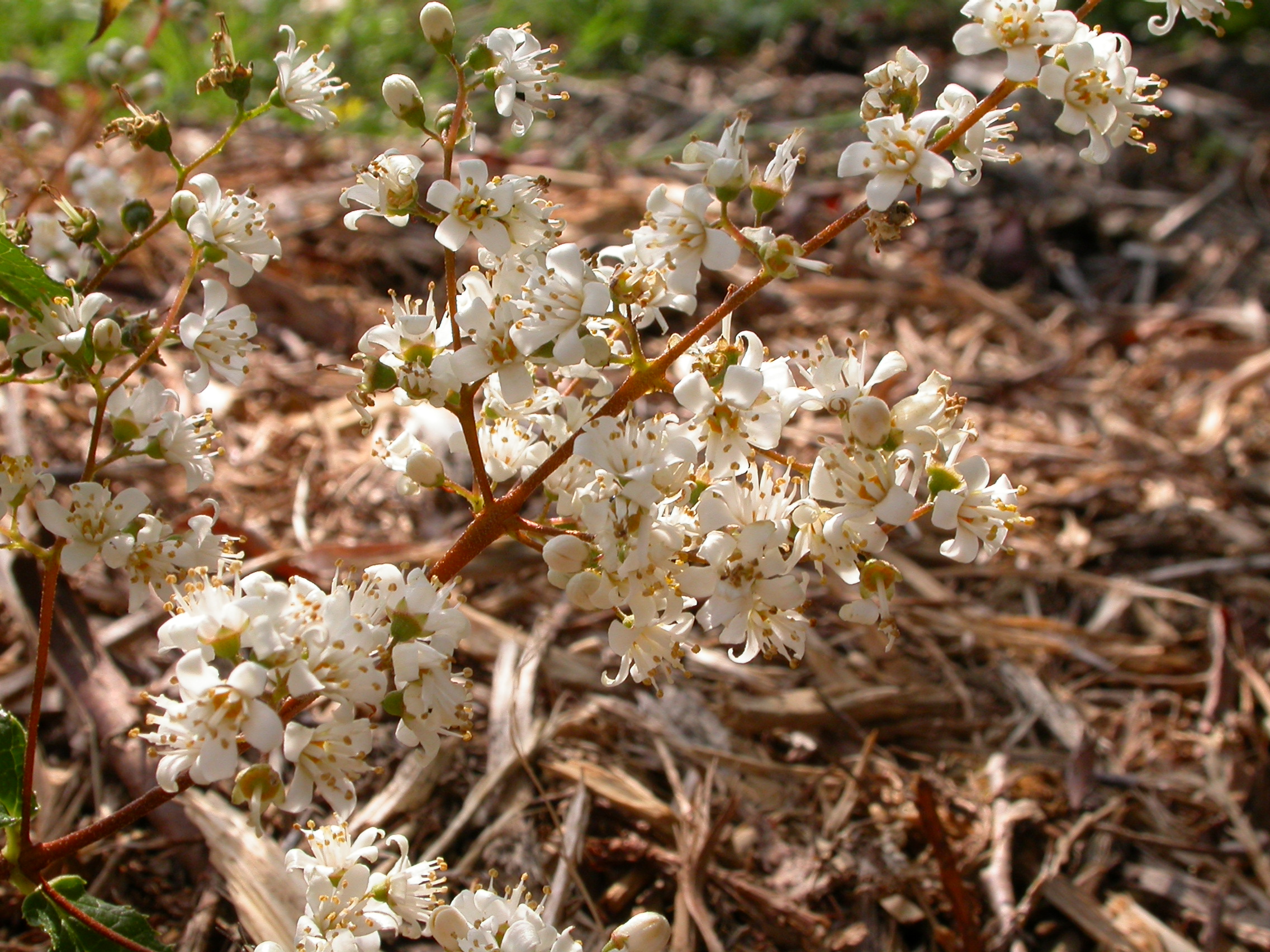 Deutzia gracilis Dippon.JPG