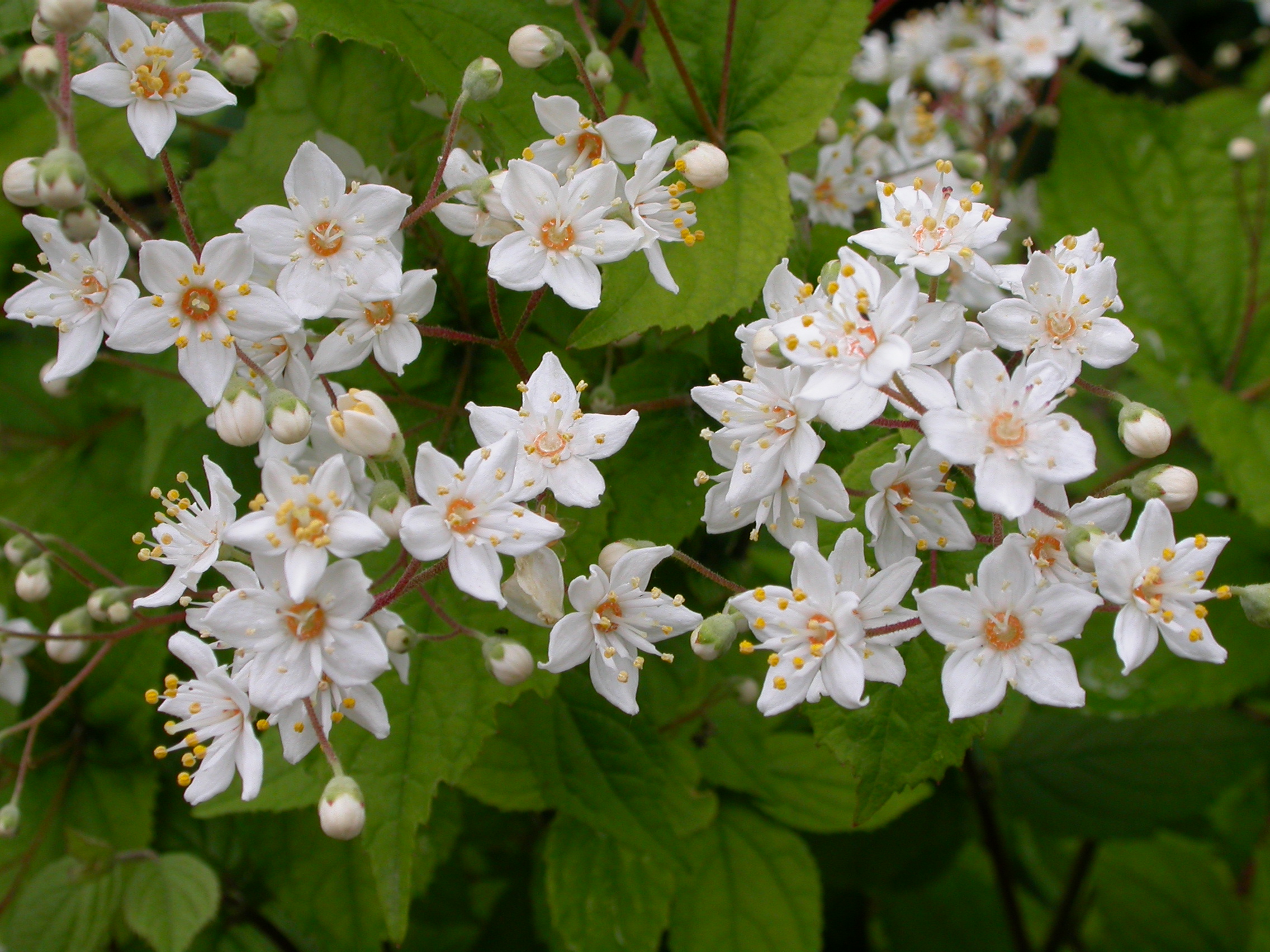 Deutzia scabra scabra.JPG