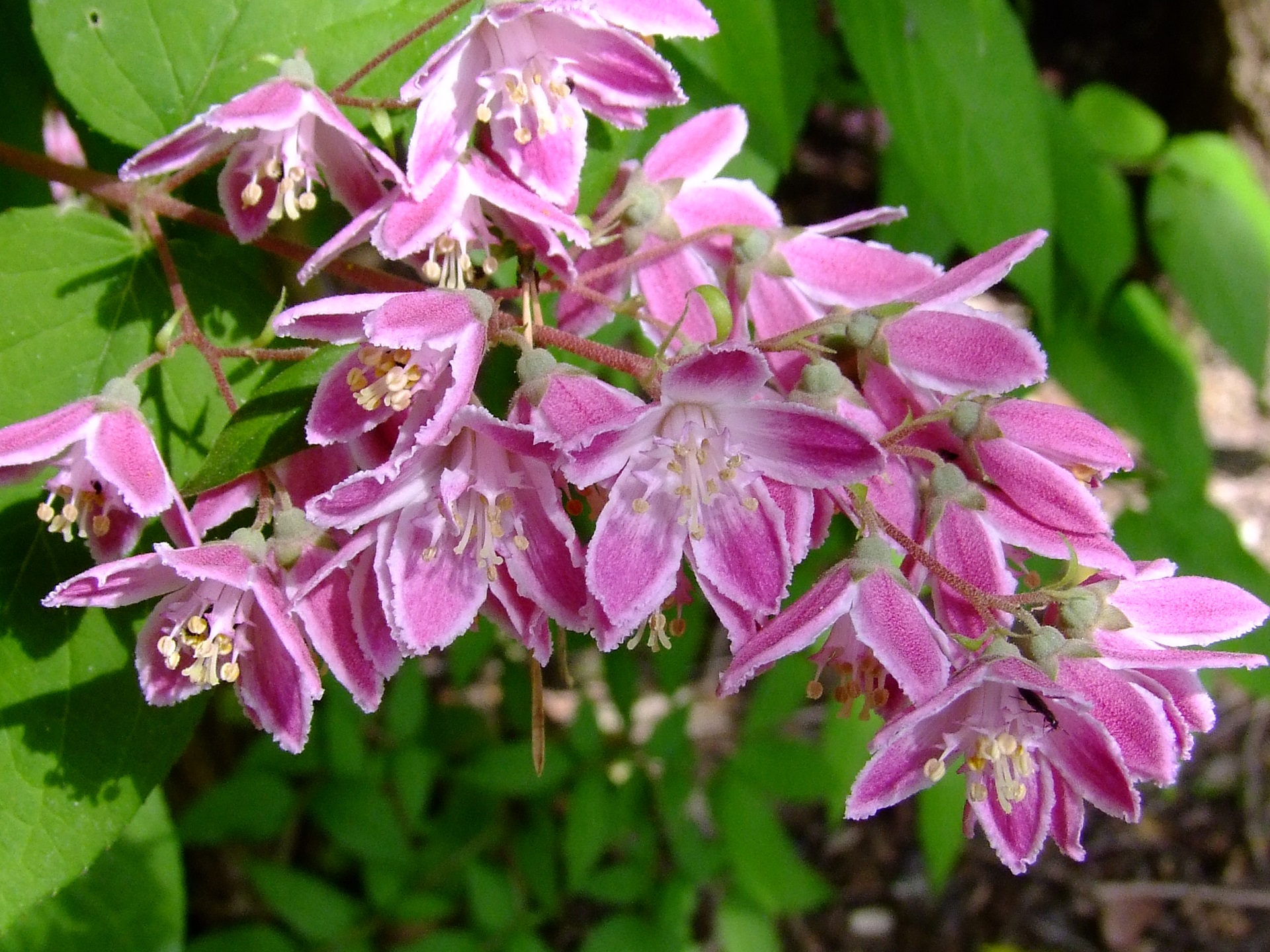 Deutzia Tourbillon Rouge.JPG