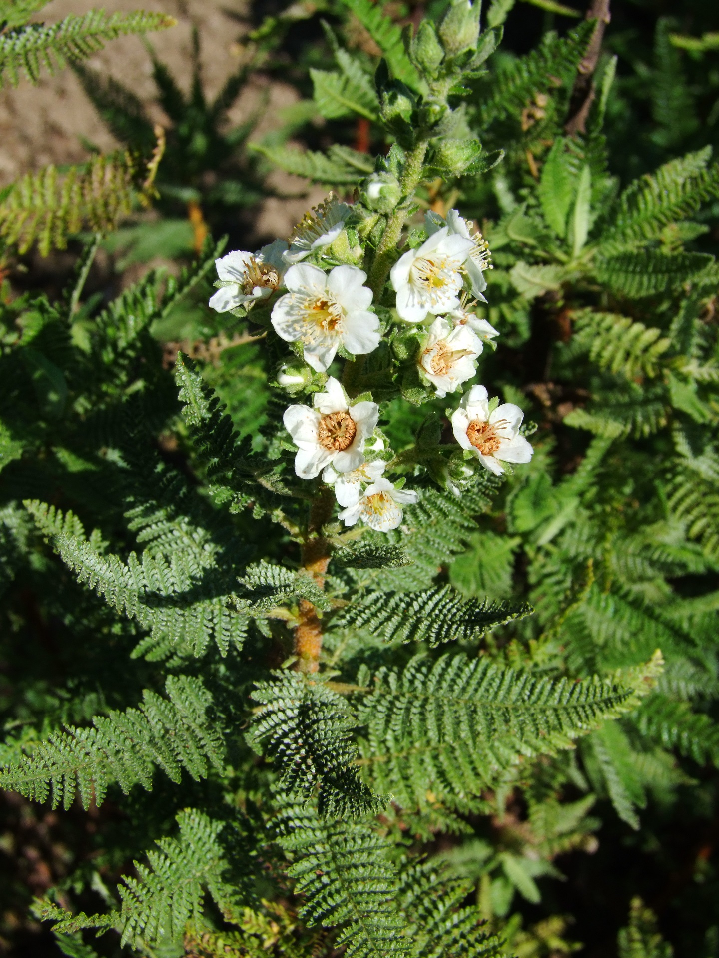 Chamaebattaria millefolium.jpg