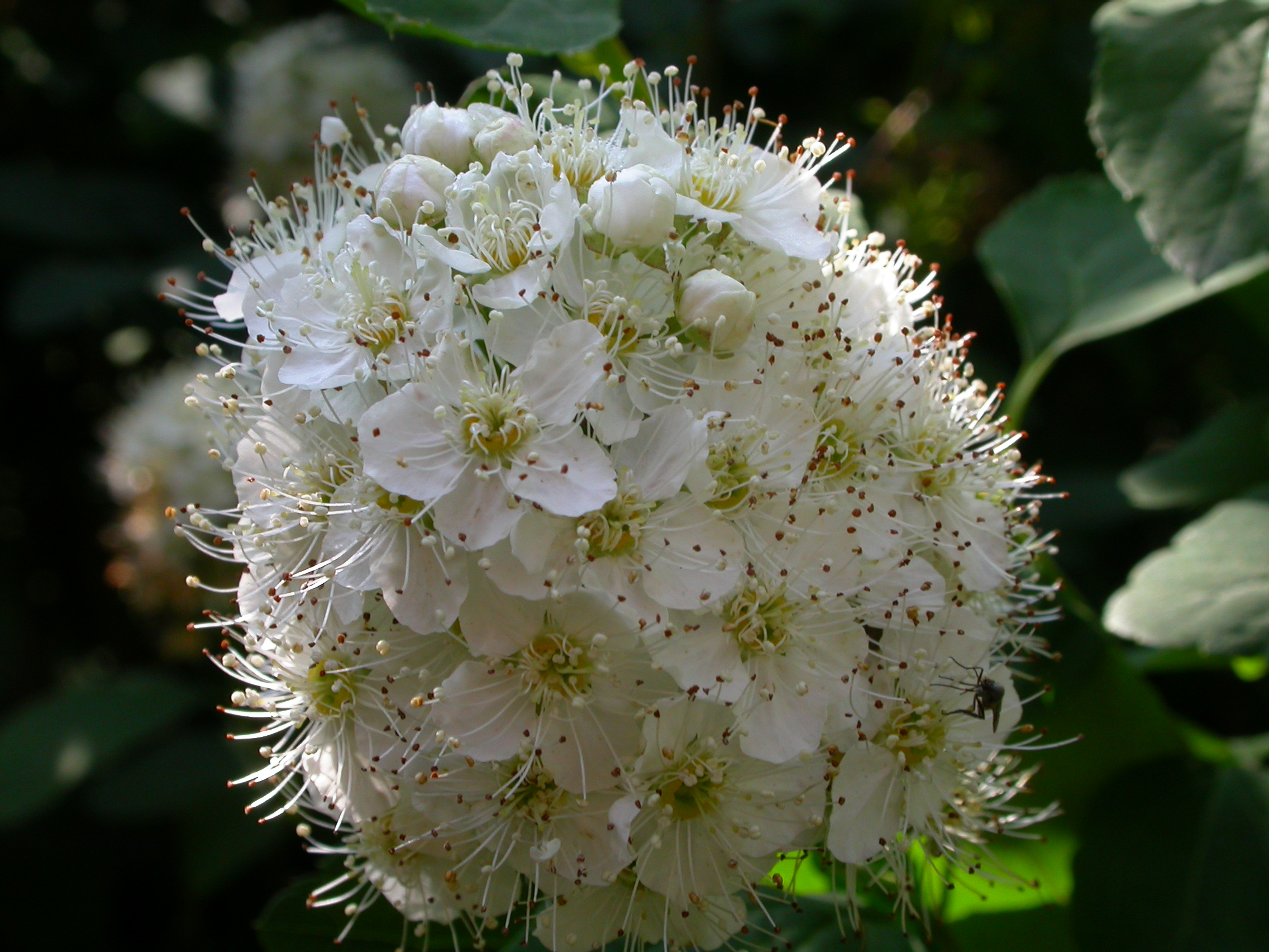 spiraea%20media%20petit.jpg