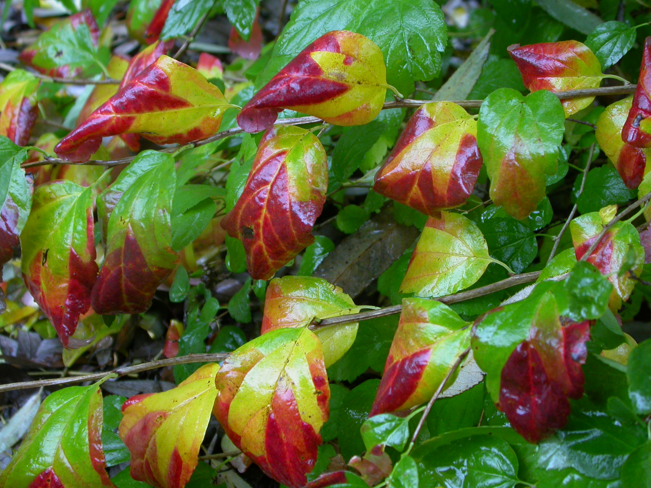 Spiraea flexuosa A6 C1 Splendide Autom