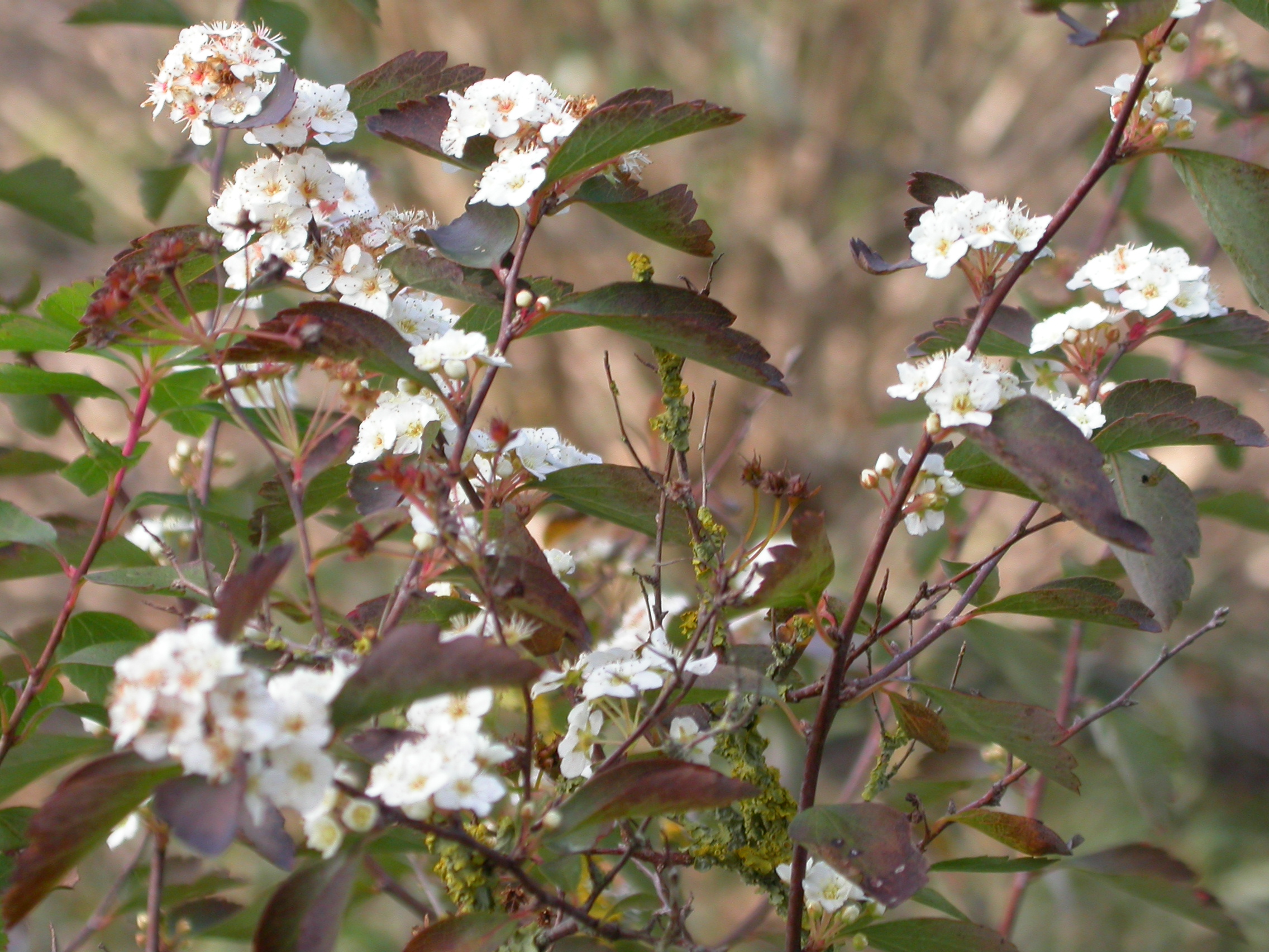 Spiraea van houttei 10 octobre.jpg