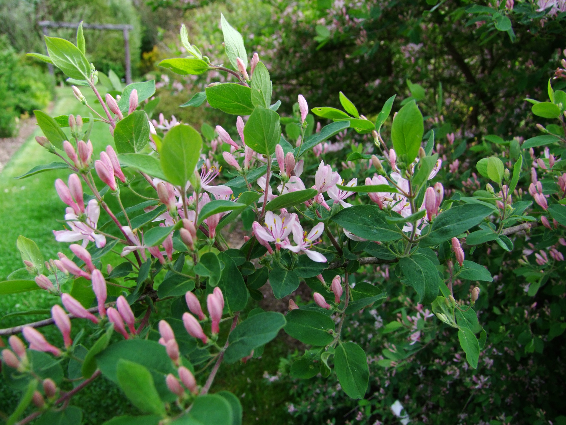 4 Lonicera korolkowii Floribunda.JPG