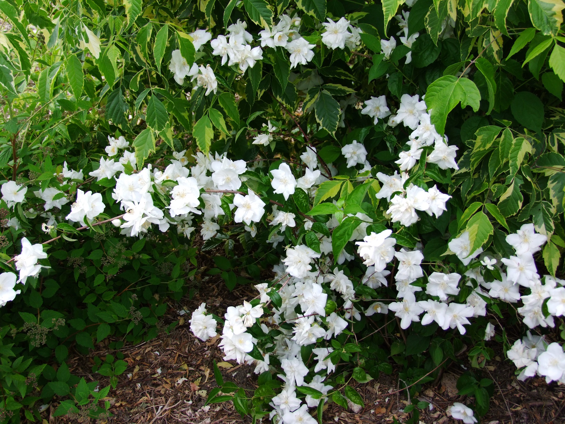 Philadelphus Natchez (2).JPG